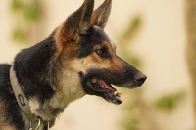 Desperate Measures: The Distress of Bella