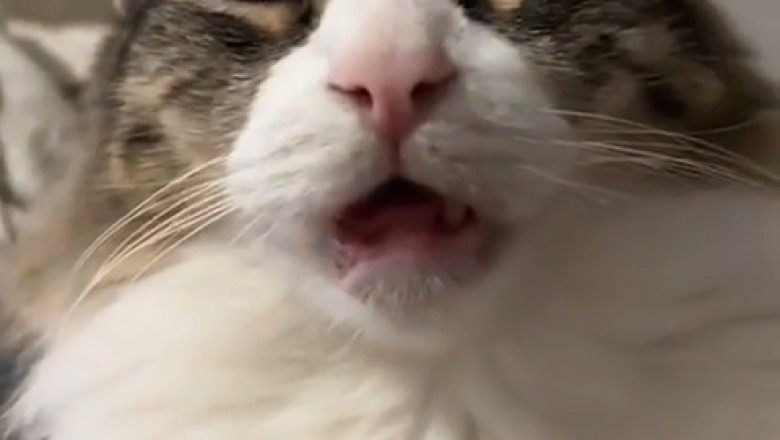 Giddy Cat's Hilarious Antics: Must-See Funny Video!