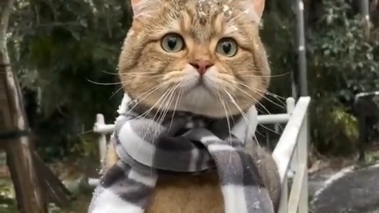 Snow Cat Couture: The Cutest Feline Winter Fashion Show!