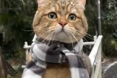 Snow Cat Couture: The Cutest Feline Winter Fashion Show!