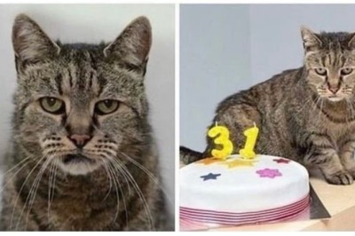 The World's Oldest Cat: A Testament to Feline Longevity at 31 Years Old
