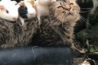 Cat vs. Mouse: The Funniest Chase You'll Ever See!