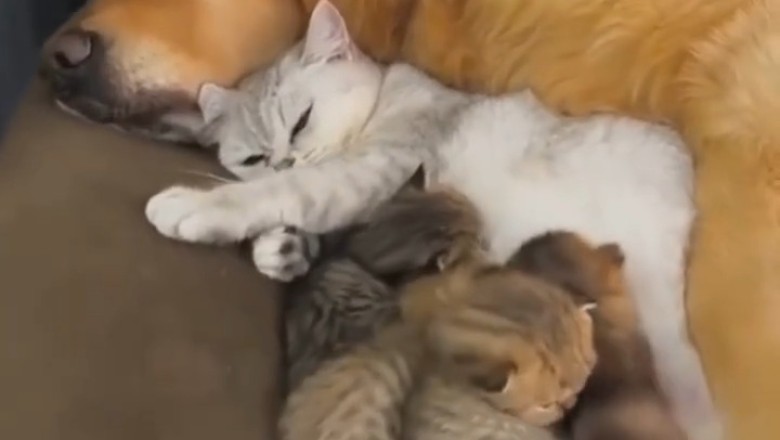 Cattitude vs. Canine Couch: Kittens Take Over Dog's Domain!