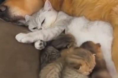 Cattitude vs. Canine Couch: Kittens Take Over Dog's Domain!