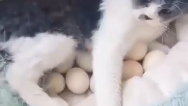 Clucking Cute: Cat Becomes the Purr-fect Egg Incubator!
