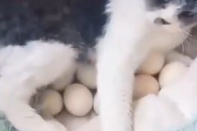 Clucking Cute: Cat Becomes the Purr-fect Egg Incubator!