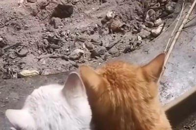Cozy Cats: Two Furry Friends Warm Up by the Fire!