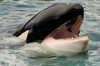 Dramatic Ocean Showdown: Killer Whales vs. Baby Whale – The Unbelievable Hero!