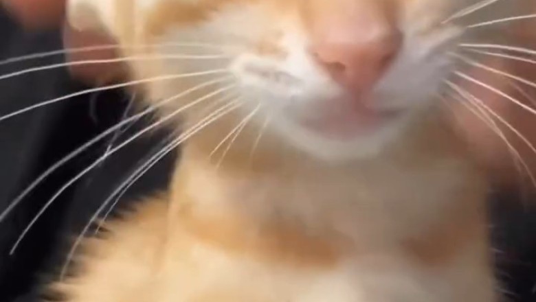 Hilarious Cat Comedy: You'll Laugh 'Til You Purr!