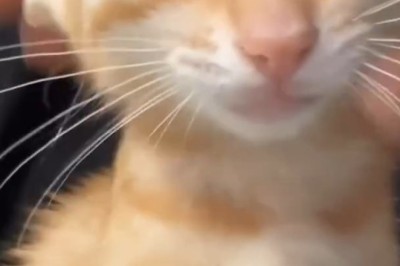 Hilarious Cat Comedy: You'll Laugh 'Til You Purr!