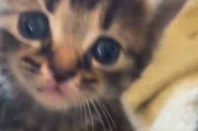 Kitten Line-up: The Funniest Feline Freeze Frame!