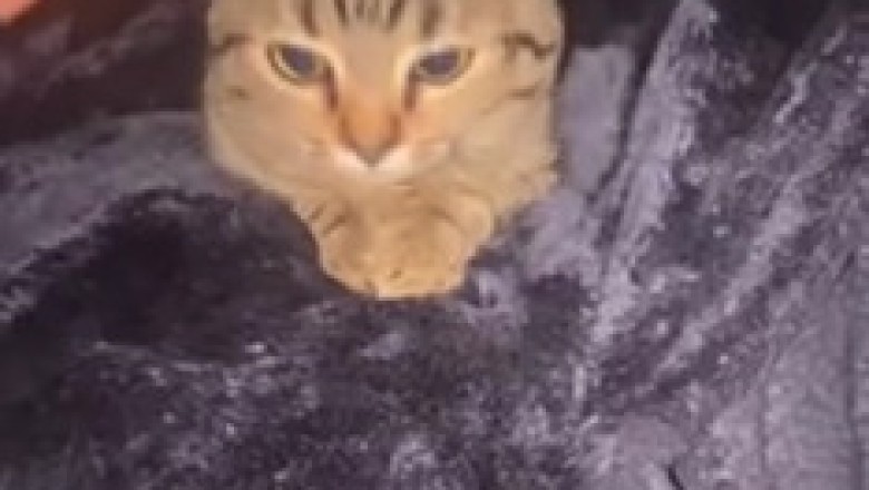 Meet the Purr-fectly Weird Cat: A Must-See Hilarious Moment!