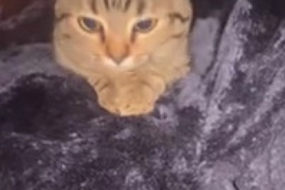 Meet the Purr-fectly Weird Cat: A Must-See Hilarious Moment!