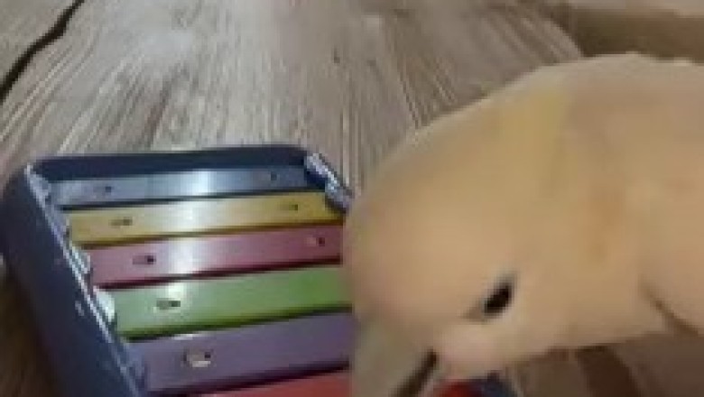 Parrot Piano Prodigy: A Feathery Symphony!
