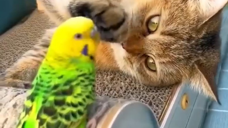 Purr-fectly Polly: The Hilarious Cat and Parrot Showdown!