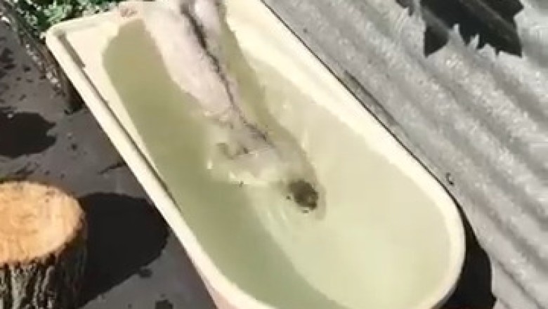 Showering Shenanigans: The Small-Clawed Otter's Hilarious Bath Time!