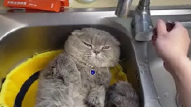 Splash Zone: Cat Takes the Ultimate Kitchen Bath!