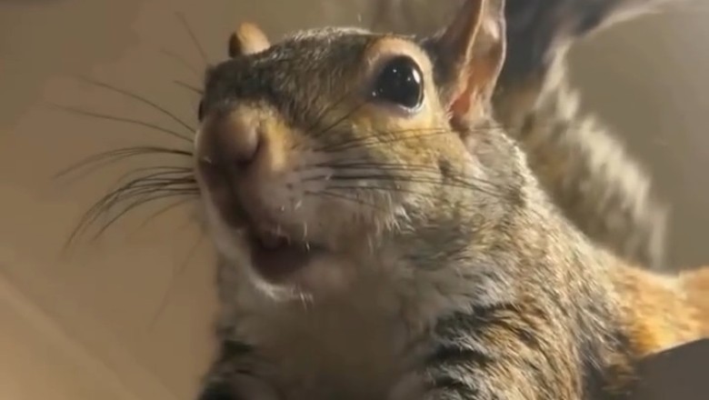 Squirrel Shenanigans: The Funniest Moment You'll See Today!