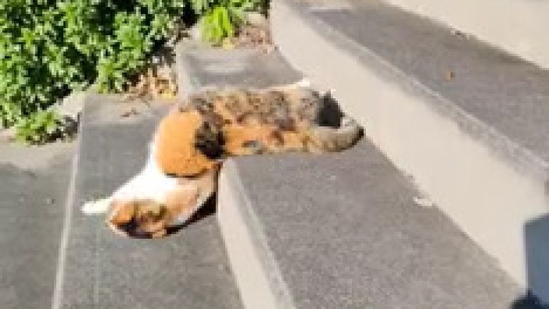 Staircase Crawler: The Hilarious Cat Adventure!