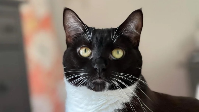 The Heartwarming Photo That Captured 2024: A Cat Lover's Best Moment of the Year!