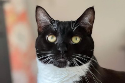 The Heartwarming Photo That Captured 2024: A Cat Lover's Best Moment of the Year!