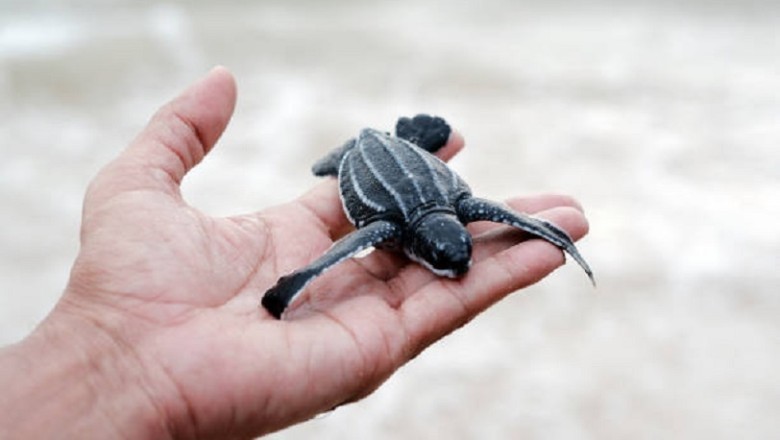 Unbelievable: Woman's Pet Godzilla Grows Overnight! What Happens Next Will Leave You Speechless!