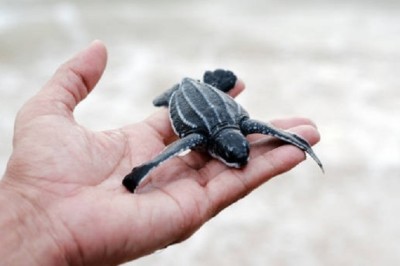 Unbelievable: Woman's Pet Godzilla Grows Overnight! What Happens Next Will Leave You Speechless!