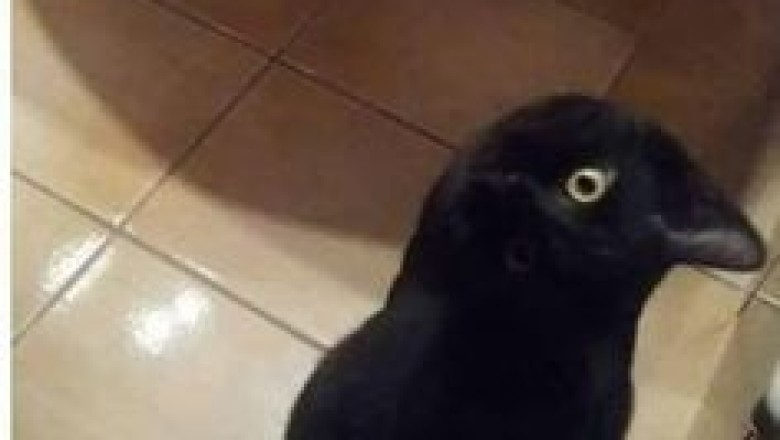 A Cat Transformed Into a Crow—You Won't Believe Your Eyes!