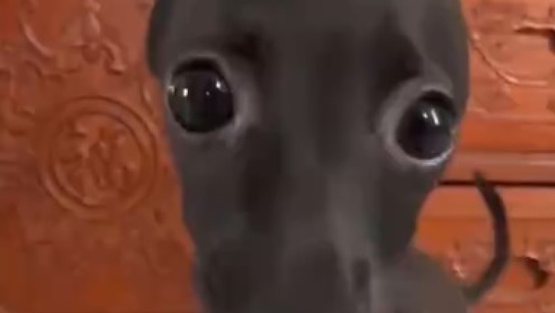 Adorable Dog Enjoys Milk Like Never Before!