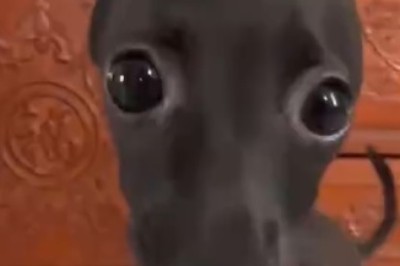 Adorable Dog Enjoys Milk Like Never Before!