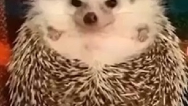 Adorable Hedgehog Sniffs Out Food: Cutest Reaction Ever!