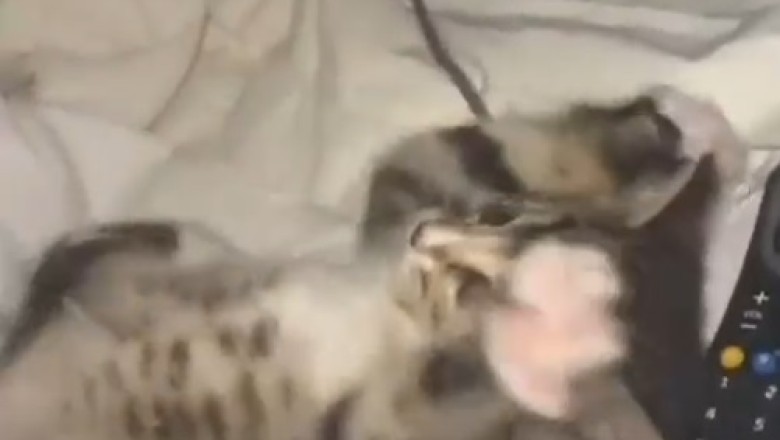 Adorable Kitten Comedy: Funniest Feline Antics Ever!