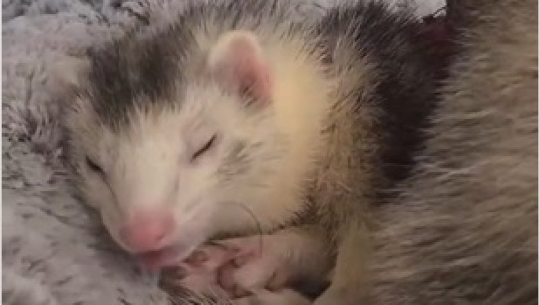 Adorable Sleepy Ferret Naps in the Cutest Way!