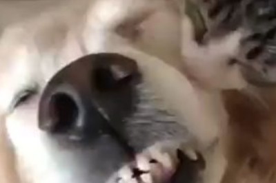 Cat Takes Flight to Meet Dog Friend—You Have to See This!