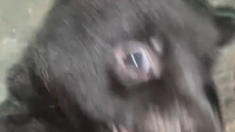 Cutest Small Dog Ever! Get Ready to Smile