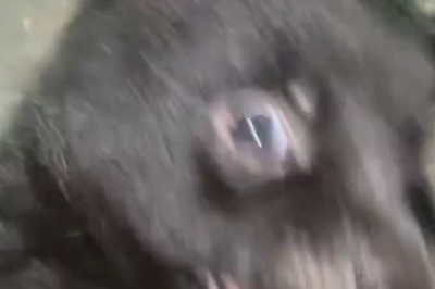 Cutest Small Dog Ever! Get Ready to Smile