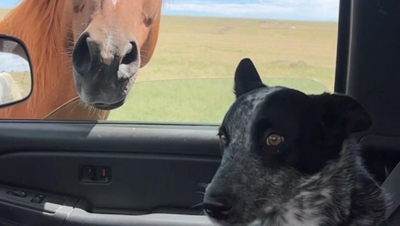 Dog's Hilarious Reaction to Seeing a Horse from the Car!
