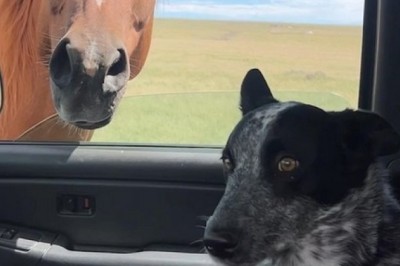 Dog's Hilarious Reaction to Seeing a Horse from the Car!