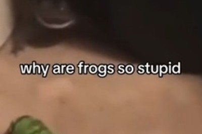 Fascinating World of Frogs and Reptiles: A Must-See Adventure!