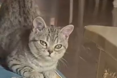 Heartfelt Moment: Sad Cat Tugs at Heartstrings