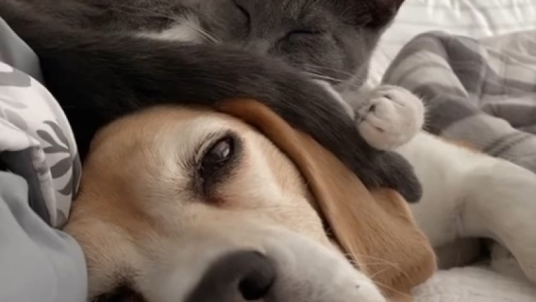 Hilarious Dog and Cat Shenanigans!
