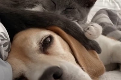 Hilarious Dog and Cat Shenanigans!