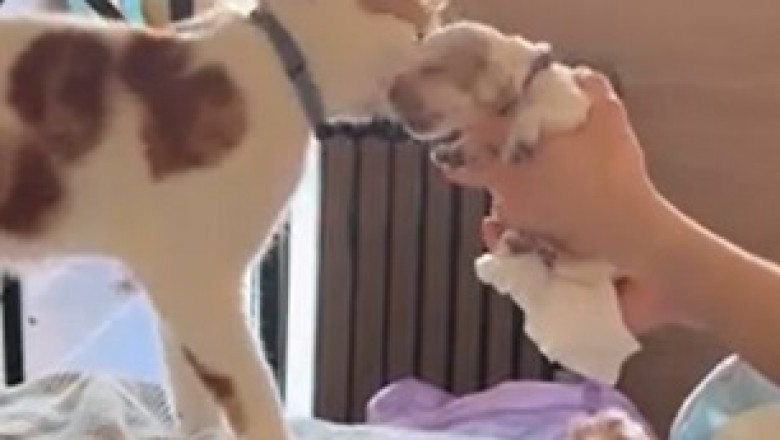 Hilarious Pets Compilation: The Funniest Animal Moments!