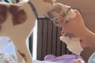 Hilarious Pets Compilation: The Funniest Animal Moments!