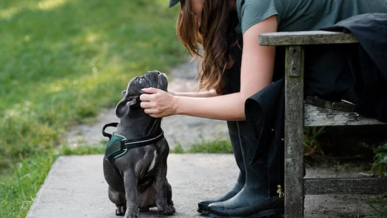 How Dogs Say Goodbye: Recognizing the Signs and Offering Comfort in Their Final Days