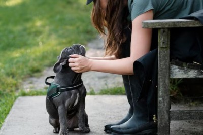 How Dogs Say Goodbye: Recognizing the Signs and Offering Comfort in Their Final Days