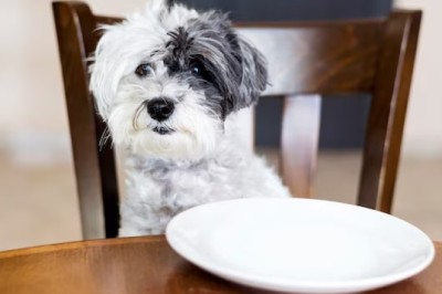 How Many Calories Does a Dog Need? Expert Insights for Optimal Pet Health