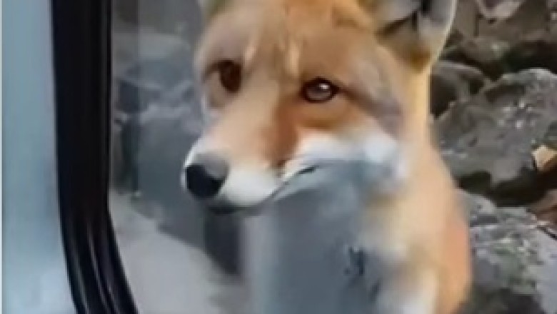 Incredible Fox AI: The Future of Wildlife Technology!
