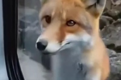 Incredible Fox AI: The Future of Wildlife Technology!