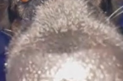 Laugh Out Loud: The Funniest Dogs You'll Ever See!